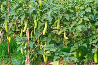 La pianta della melanzana necessita spesso di sostegni per dar modo ai rami di non piegarsi sotto il peso dei frutti. La pianta della melanzana necessita spesso di sostegni per dar modo ai rami di non piegarsi sotto il peso dei frutti.