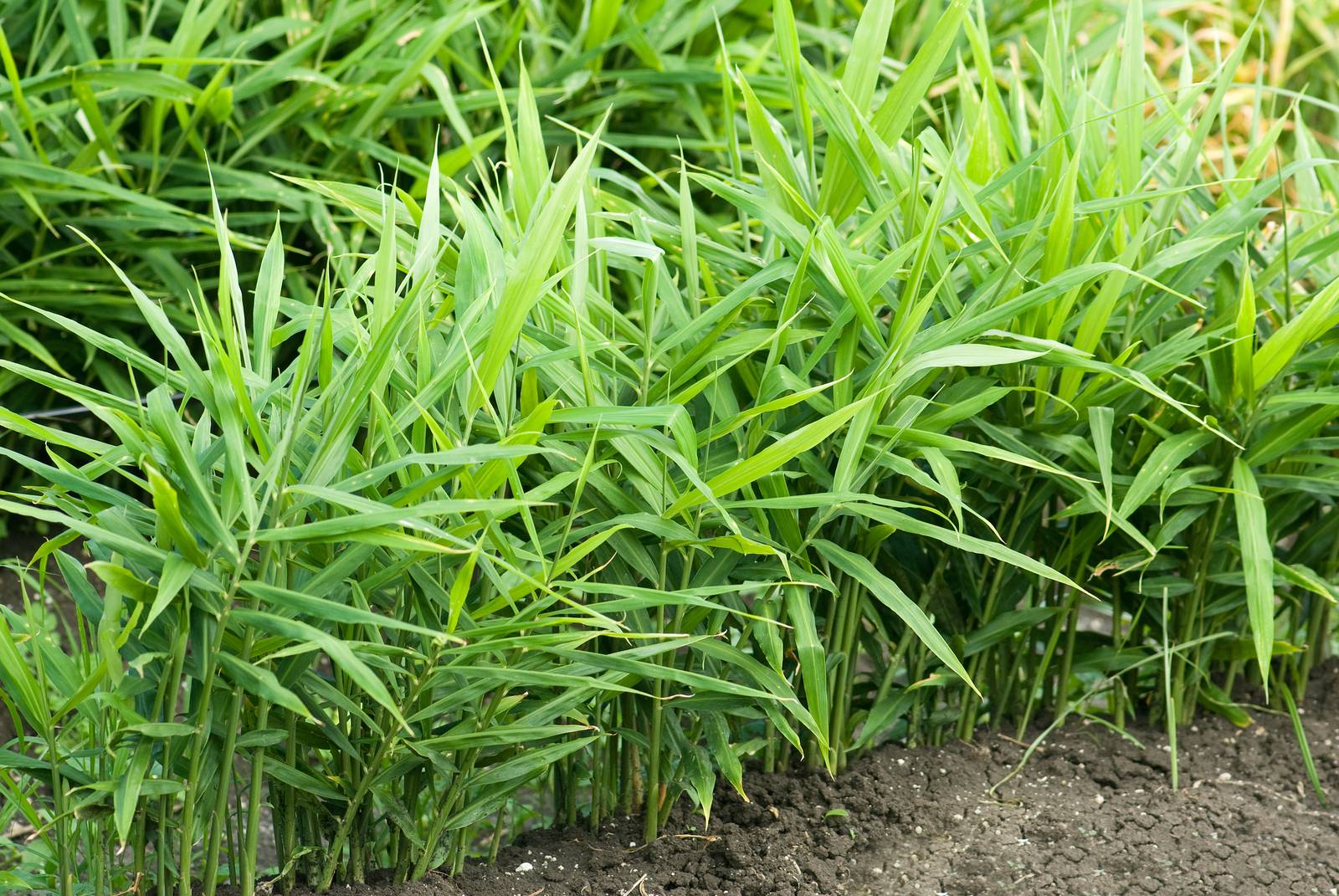 Caldo, umidità e temperature miti anche in inverno sono condizioni imprescindibili per coltivare con successo la pianta di zenzero.