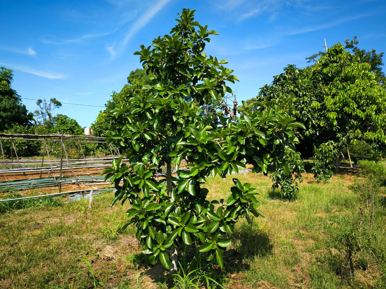 L'avocado si coltiva tendenzialmente in piena terra; in vaso si limita ad essere una pianta ornamentale che non produce frutti. L'avocado si coltiva tendenzialmente in piena terra; in vaso si limita ad essere una pianta ornamentale che non produce frutti.
