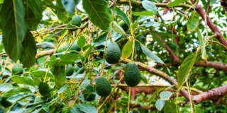 Avocado pianta