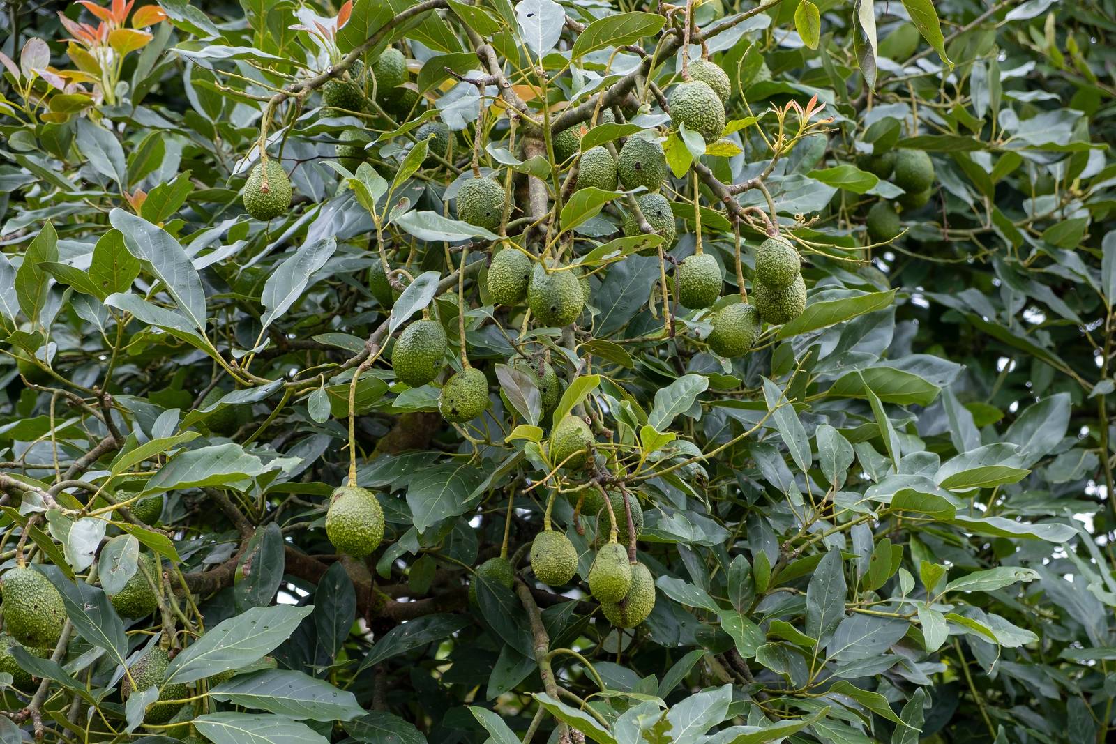 L'avocado è una pianta che ha bisogno di tantissima luce e di calore per fiorire e fruttificare. L'avocado è una pianta che ha bisogno di tantissima luce e di calore per fiorire e fruttificare.