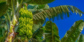 Banano