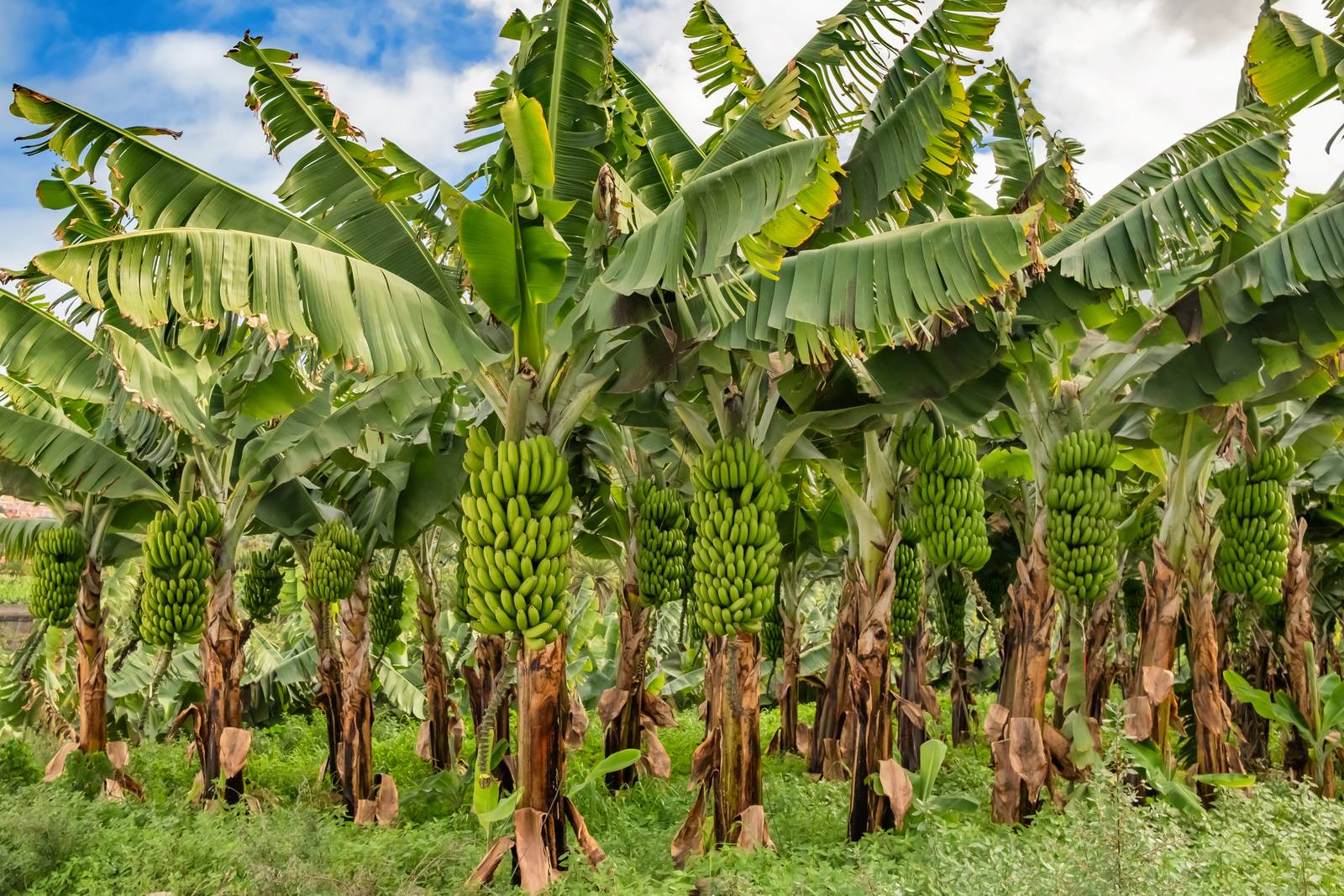 Anche fuori dal suo areale di origine, il banano ha bisogno di crescere in una zona costiera a clima molto mite e riparata dal vento, caratterizzata da un'elevata umidità. Anche fuori dal suo areale di origine, il banano ha bisogno di crescere in una zona costiera a clima molto mite e riparata dal vento, caratterizzata da un'elevata umidità.