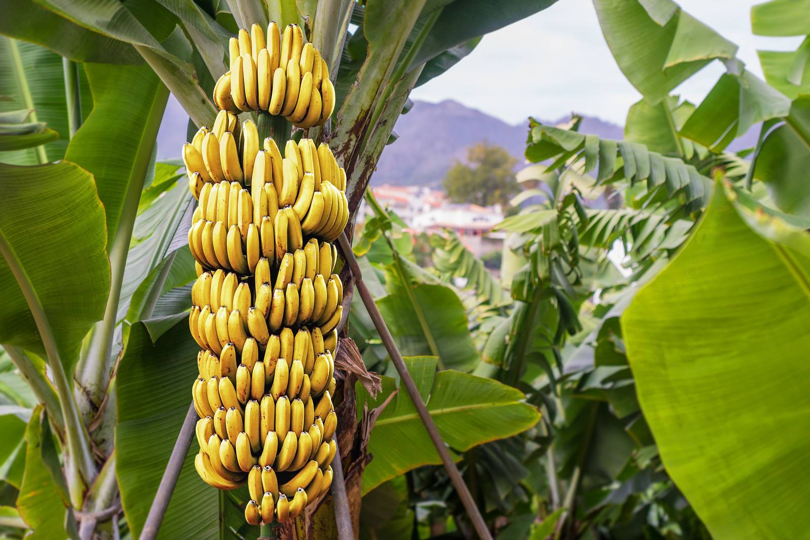 Le banane non conoscono stagionalità: a differenza degli altri frutti, maturano e si possono cogliere tutto l'anno. Le banane non conoscono stagionalità: a differenza degli altri frutti, maturano e si possono cogliere tutto l'anno.