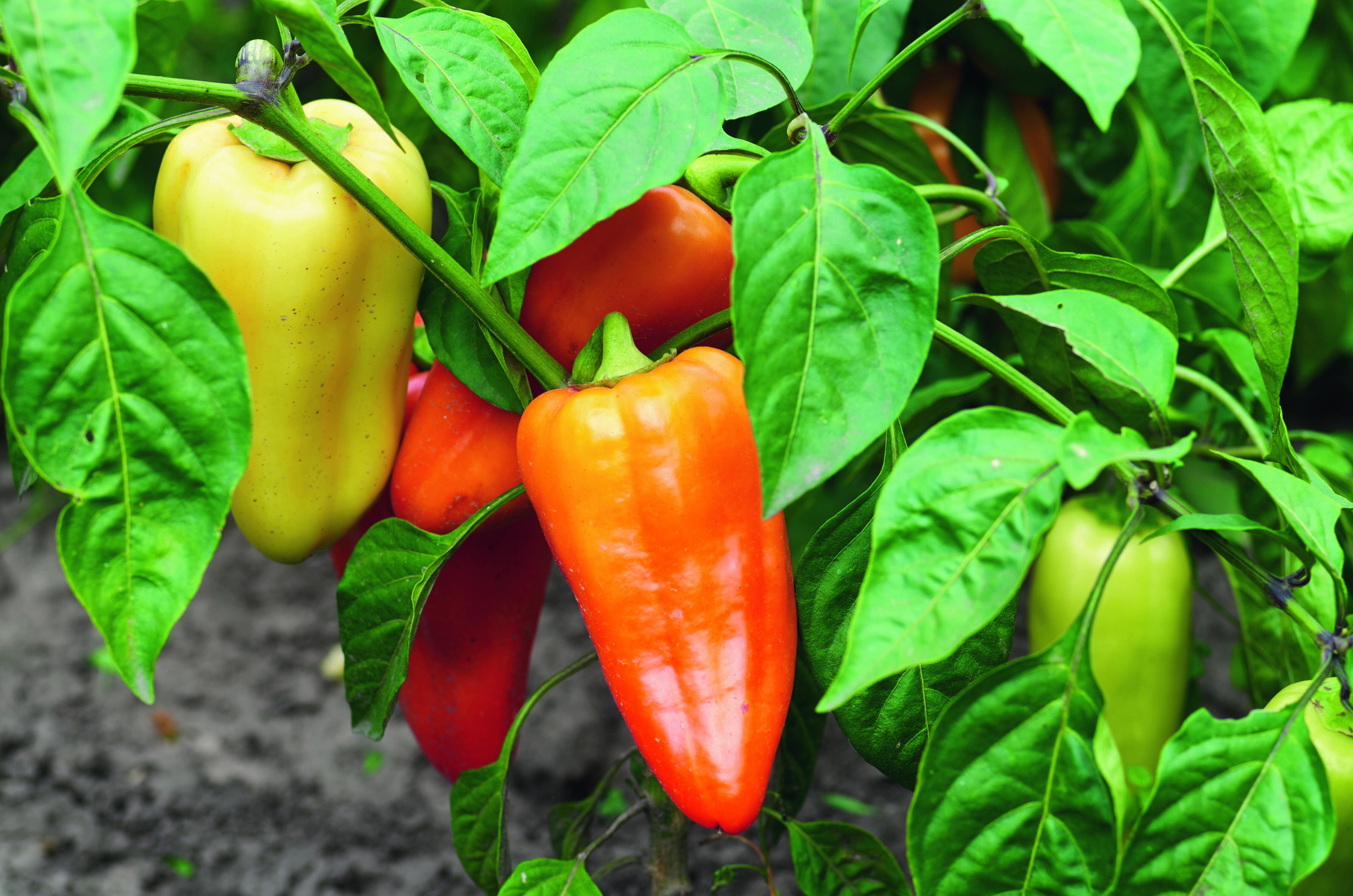 Il peperone necessita di esposizione in pieno sole, ma in estate, nelle ore più calde, è meglio garantire alla pianta un leggero ombreggiamento. Il peperone necessita di esposizione in pieno sole, ma in estate, nelle ore più calde, è meglio garantire alla pianta un leggero ombreggiamento.