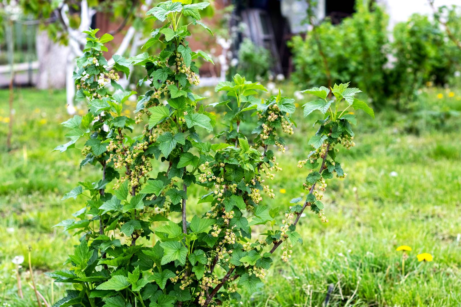 Il ribes è una pianta dalla fioritura primaverile. Il ribes è una pianta dalla fioritura primaverile.