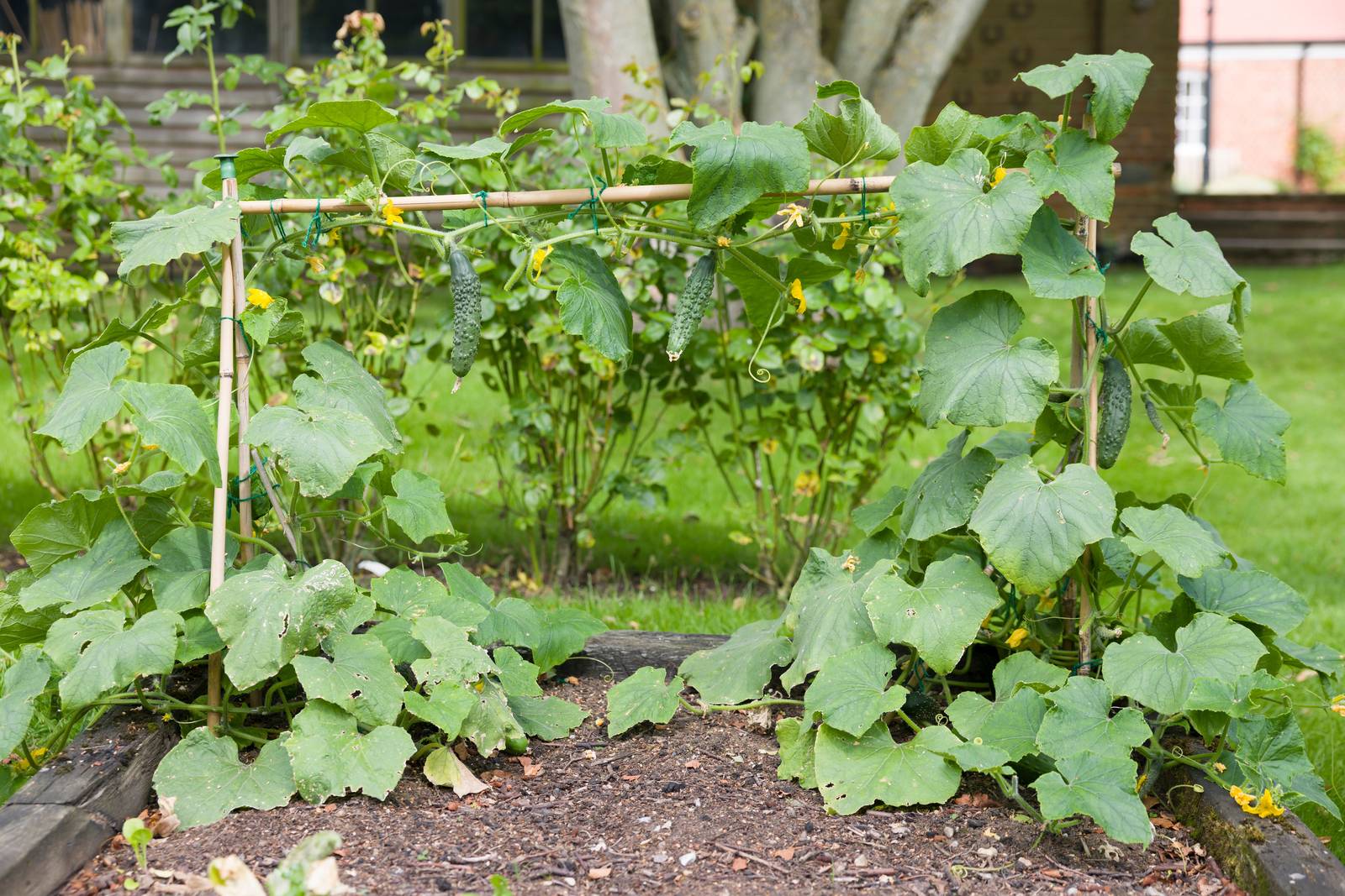 Pianta da orto strisciante o rampicante, il cetriolo ha bisogno di tutori cui aggrapparsi per crescere.