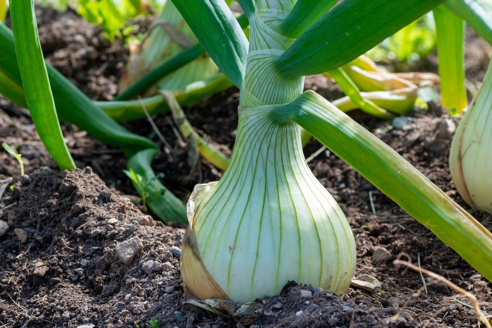 La parte commestibile della pianta della cipolla è il bulbo: questo è di solito bianco o rosso, con sapore più o meno spiccato a seconda della varietà. La parte commestibile della pianta della cipolla è il bulbo: questo è di solito bianco o rosso, con sapore più o meno spiccato a seconda della varietà.