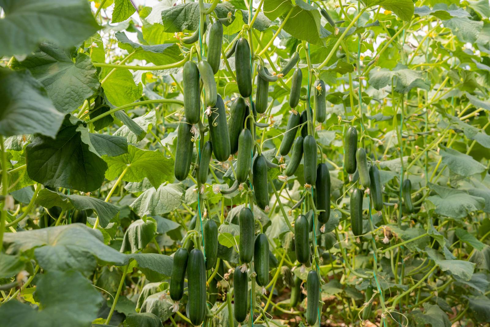 La raccolta dei cetrioli comincia di solito all'inizio dell'estate e procede poi per circa tre mesi.