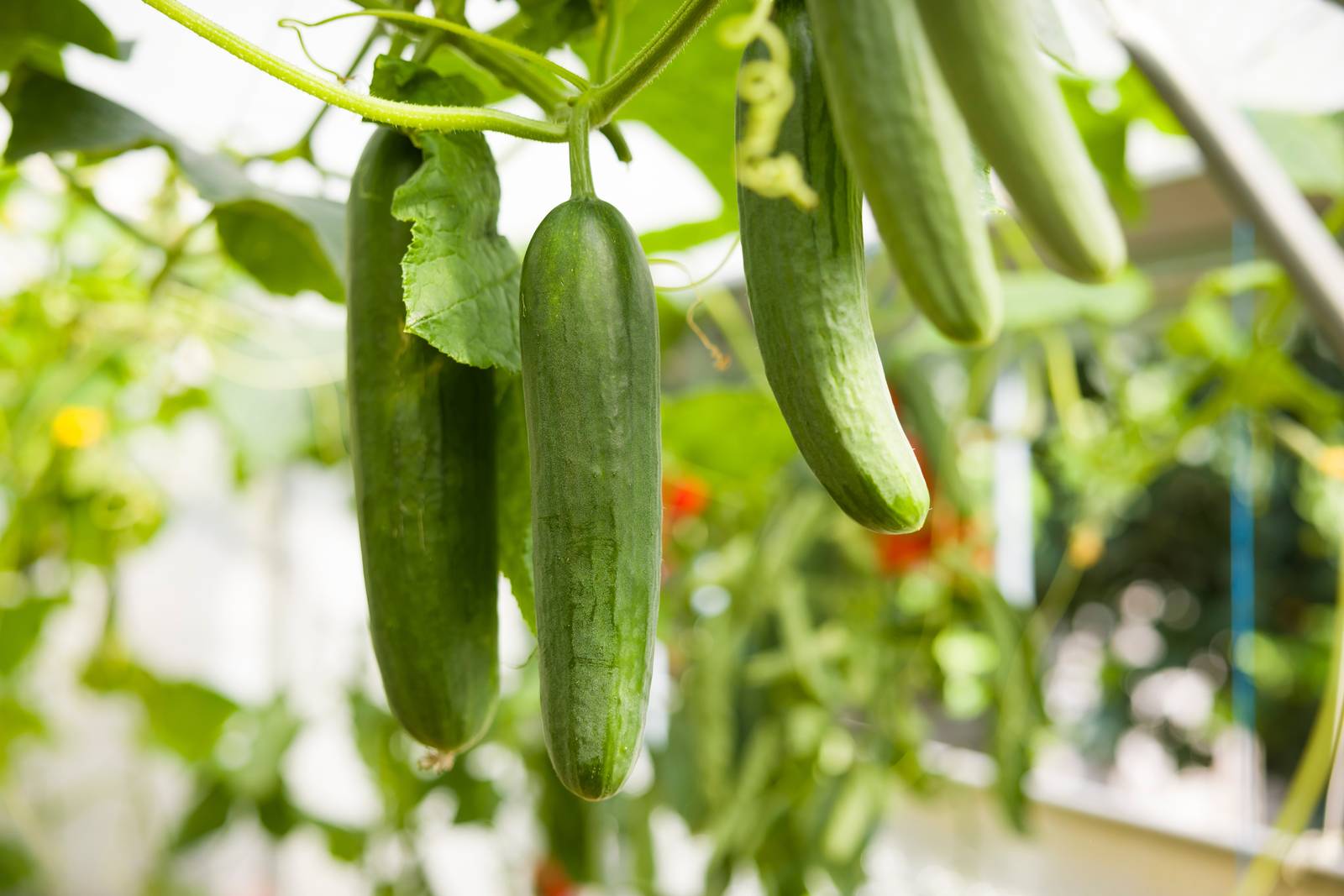 Sole e caldo sono fattori indispensabili per la salute e la produttività della pianta di cetriolo.