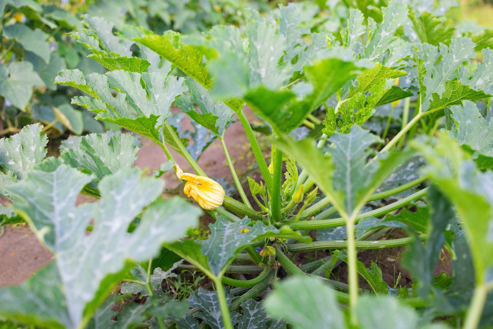 In genere, le zucchine sono pronte nell'orto dal mese di luglio, ma dipende anche dalla varietà seminata.