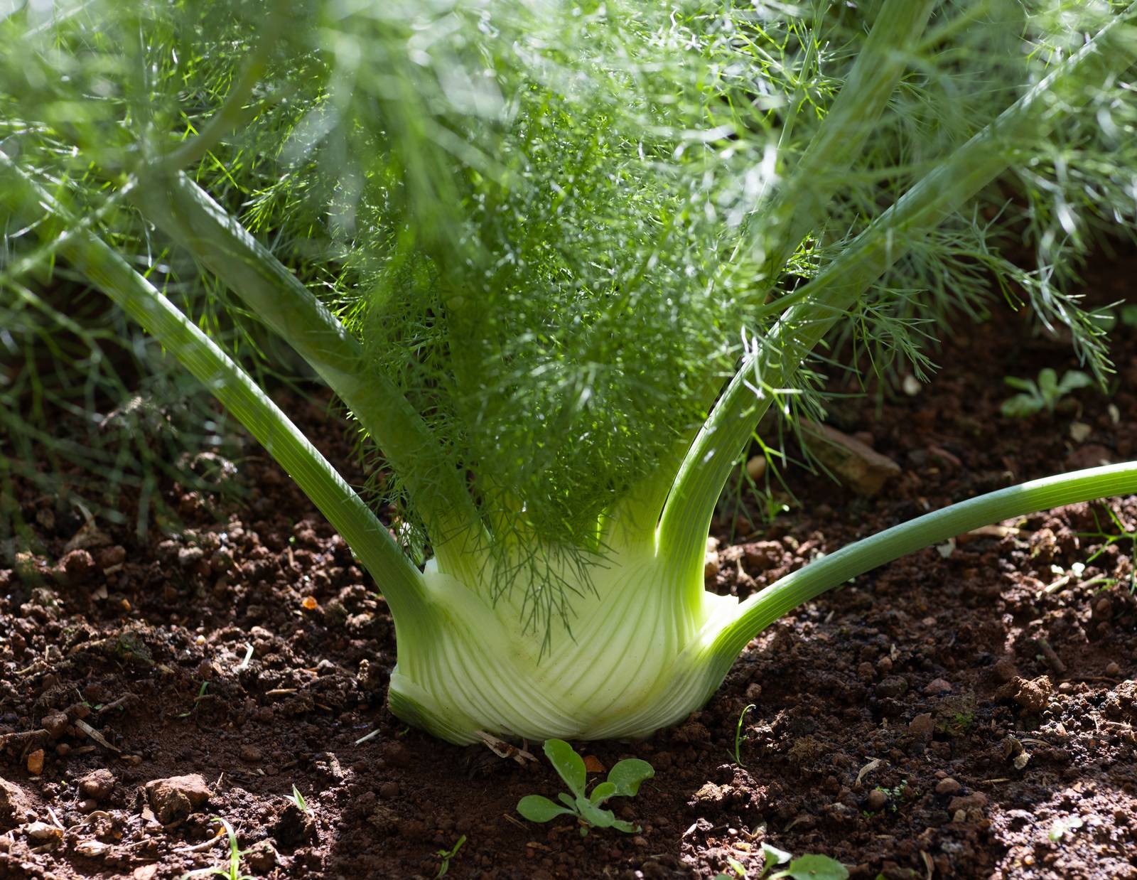 La pianta di finocchio è commestibile in ogni sua parte, anche se la più consumata è il grumolo bianco, croccante e dal sapore caratteristico. La pianta di finocchio è commestibile in ogni sua parte, anche se la più consumata è il grumolo bianco, croccante e dal sapore caratteristico.