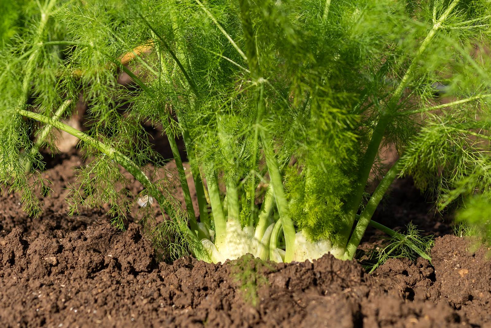 La pianta di finocchio ha bisogno di pieno sole, anche se il grumolo va mantenuto protetto dalla sovraesposizione, con il terreno, mediante la pratica della rincalzatura. La pianta di finocchio ha bisogno di pieno sole, anche se il grumolo va mantenuto protetto dalla sovraesposizione, con il terreno, mediante la pratica della rincalzatura.