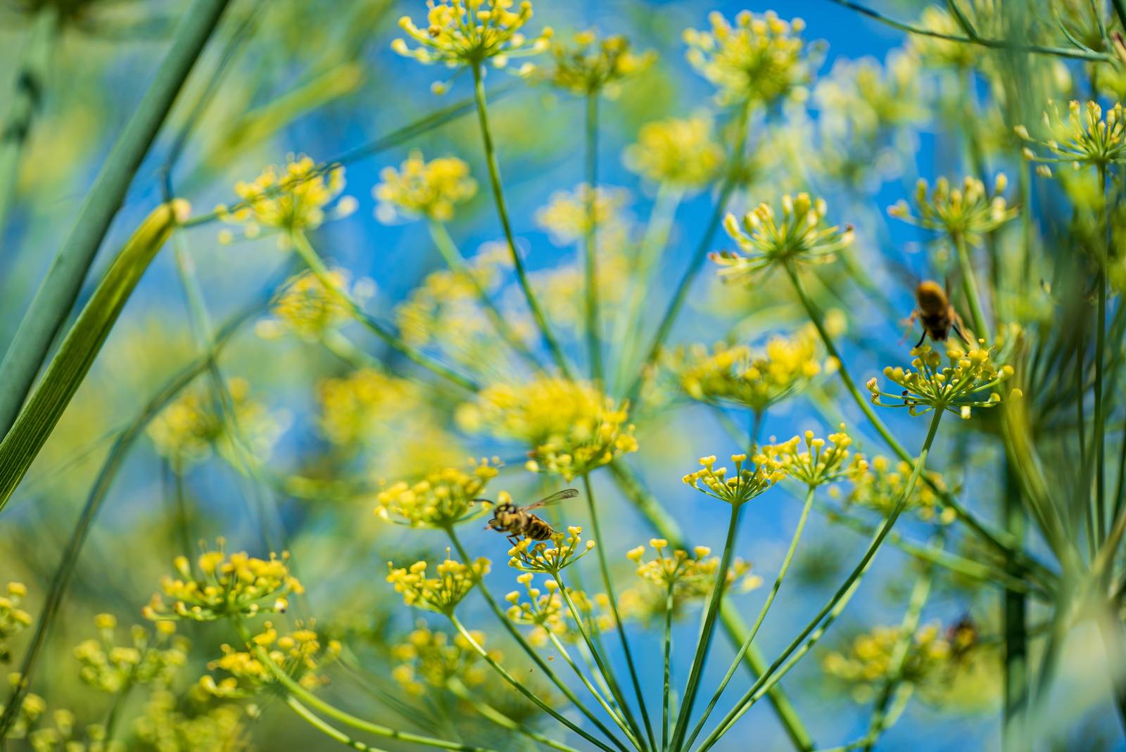 All'arrivo del caldo, la pianta di finocchio produce infiorescenze giallognole a ombrello. All'arrivo del caldo, la pianta di finocchio produce infiorescenze giallognole a ombrello.