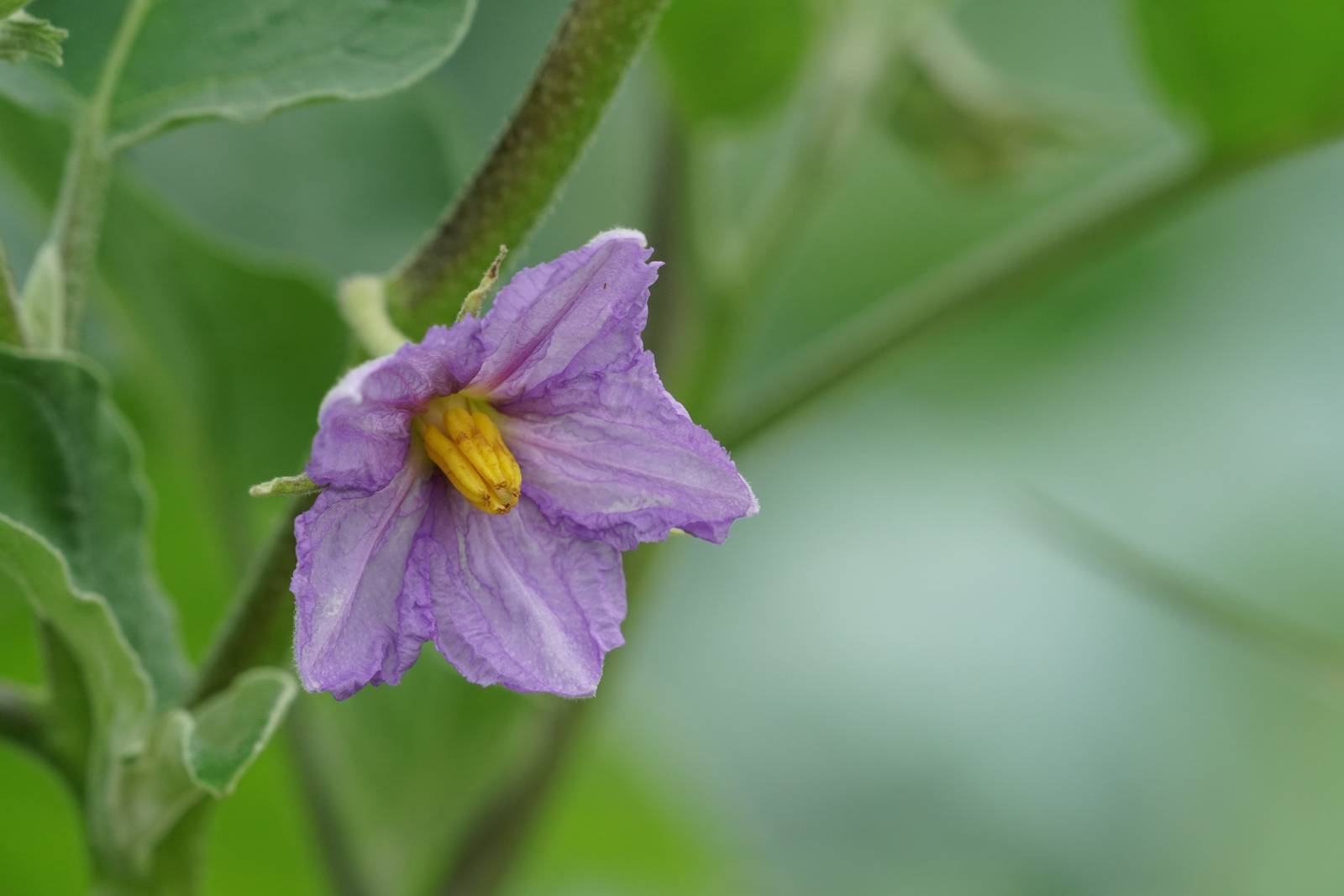 La pianta della melanzana fiorisce e fruttifica durante l'estate. La pianta della melanzana fiorisce e fruttifica durante l'estate.