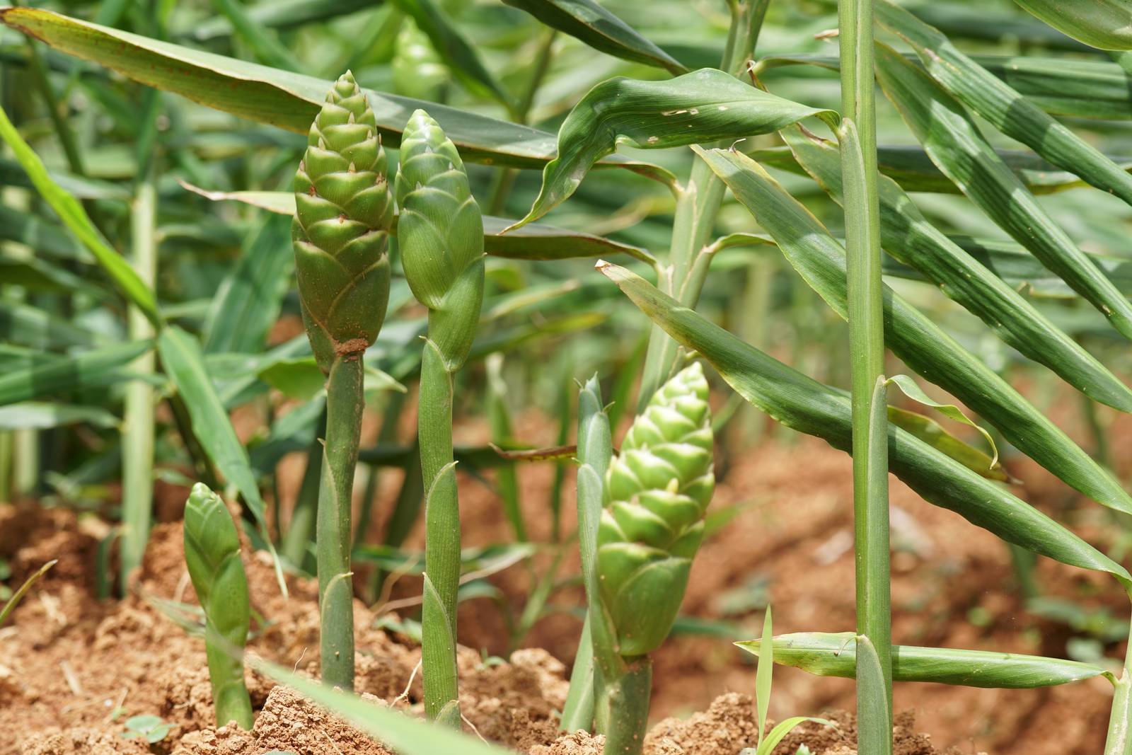 Lo zenzero si coltiva in mezz'ombra, evitando la luce diretta del sole.