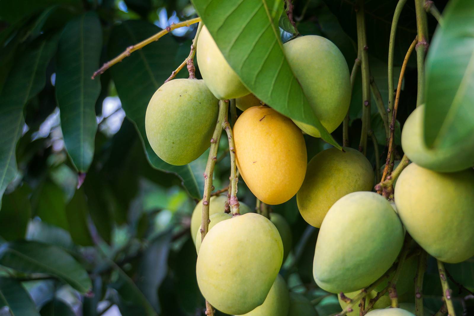 Il mango ha una caratteristica forma ovale, con dimensioni variabili, è una polpa dolce, succosa ma non troppo calorica.