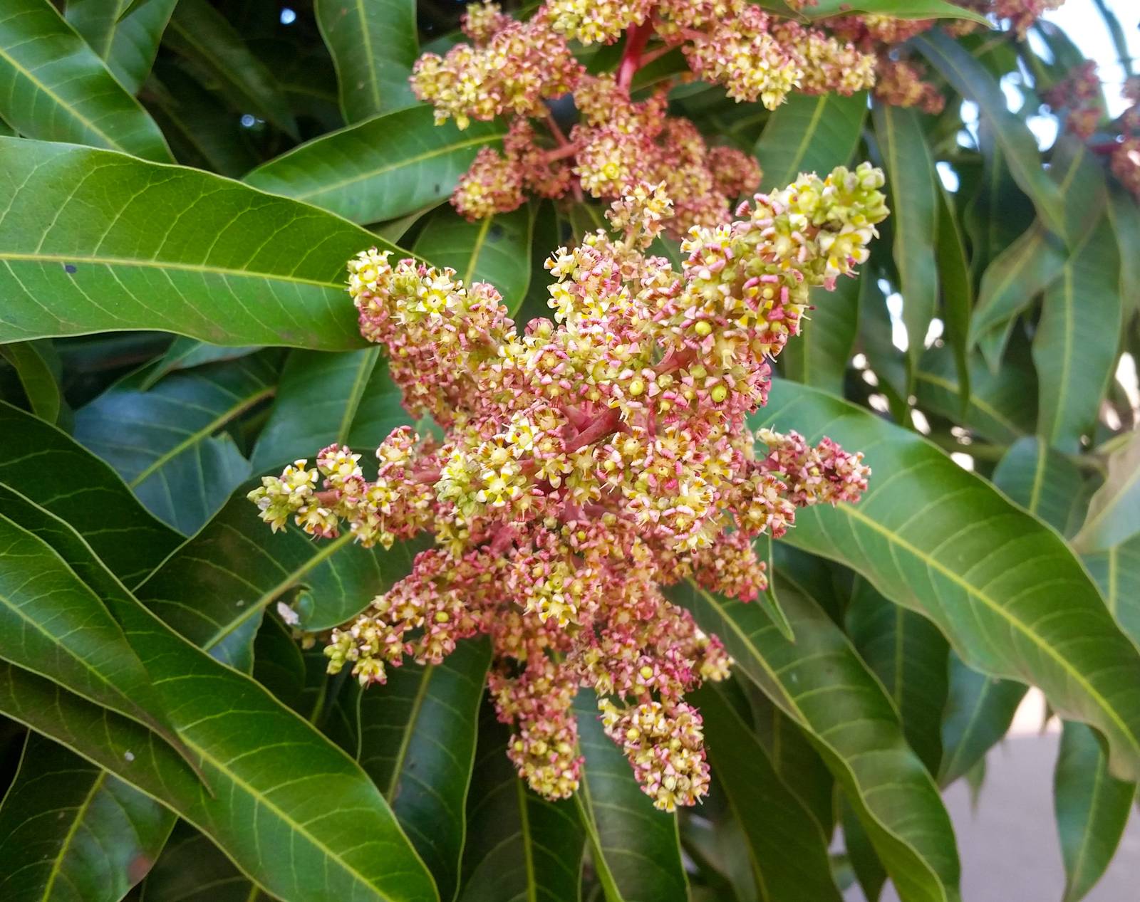 I fiori del mango sono raccolti in pannocchie lunghe fino a 40 cm. Solitamente sono di un delicato bianco-rosato e sprigionano un piacevole profumo.