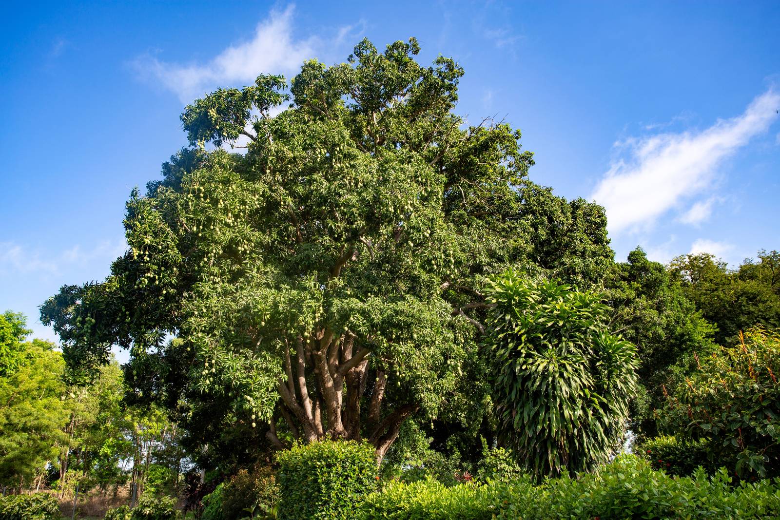 Il mango è un albero sempreverde che può raggiungere altezze davvero considerevoli (fino a 40 metri).