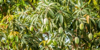 Mango (pianta)
