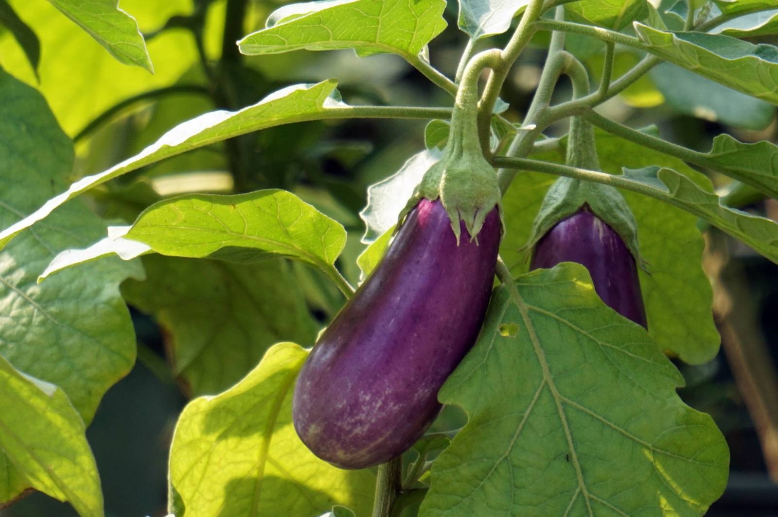 La pianta della melanzana ha bisogno di tanto sole e clima caldo per crescere e fruttificare. La pianta della melanzana ha bisogno di tanto sole e clima caldo per crescere e fruttificare.