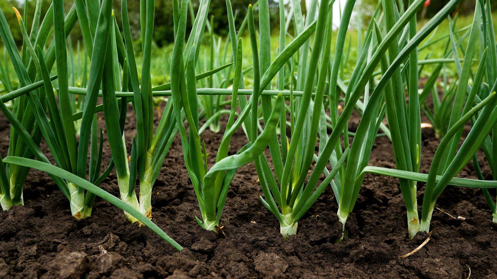 Eliminare le erbacce, ossigenare il terreno e assicurarsi che sia scelto sono tra le operazioni fondamentali per mantenere sana la pianta della cipolla. Eliminare le erbacce, ossigenare il terreno e assicurarsi che sia scelto sono tra le operazioni fondamentali per mantenere sana la pianta della cipolla.