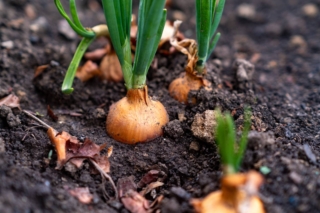 La cipolla va estratta dal terreno prima che salga a fiore, quando lo stelo si ingiallisce e si piega da solo.