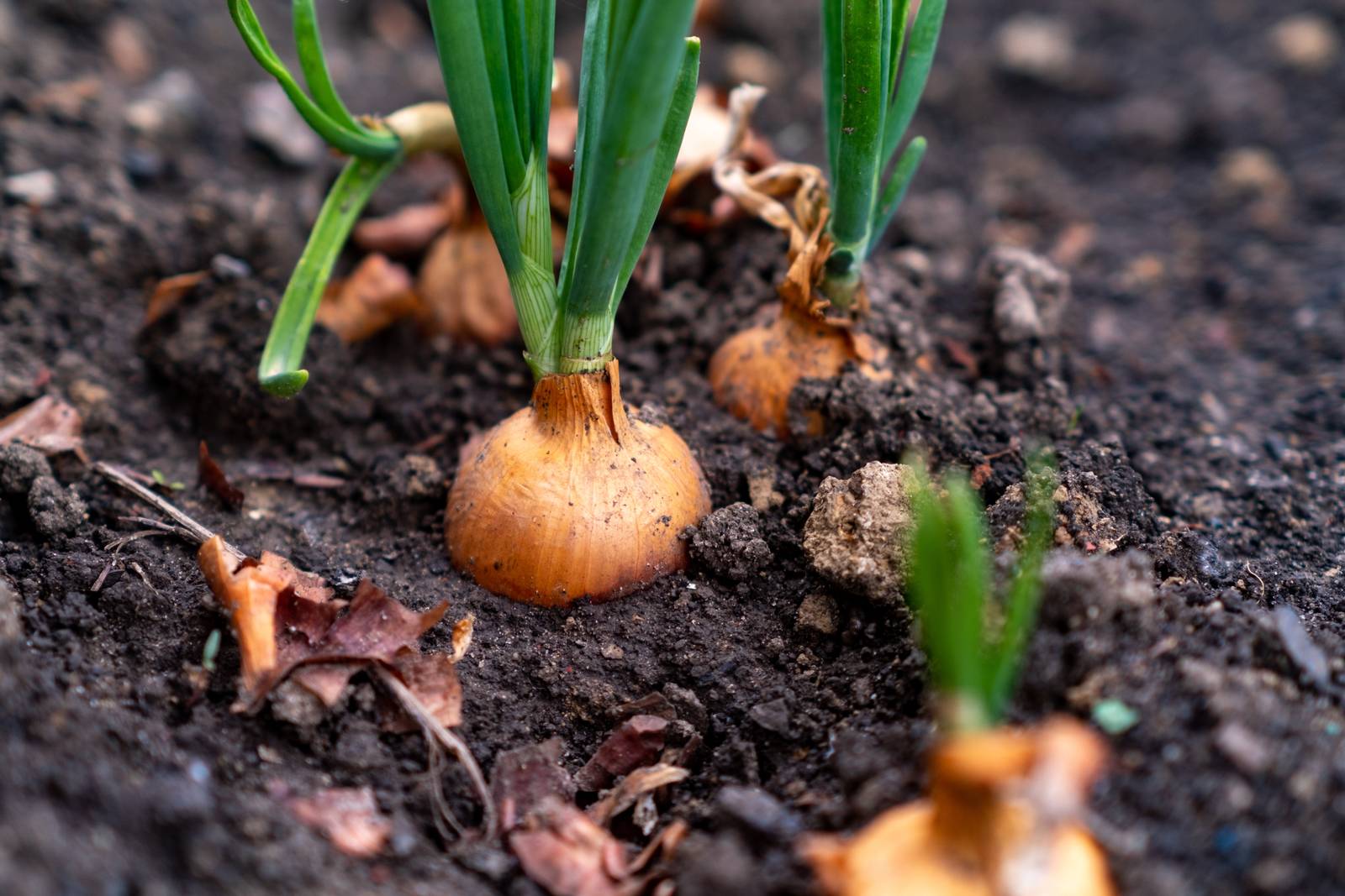La cipolla va estratta dal terreno prima che salga a fiore, quando lo stelo si ingiallisce e si piega da solo. La cipolla va estratta dal terreno prima che salga a fiore, quando lo stelo si ingiallisce e si piega da solo.
