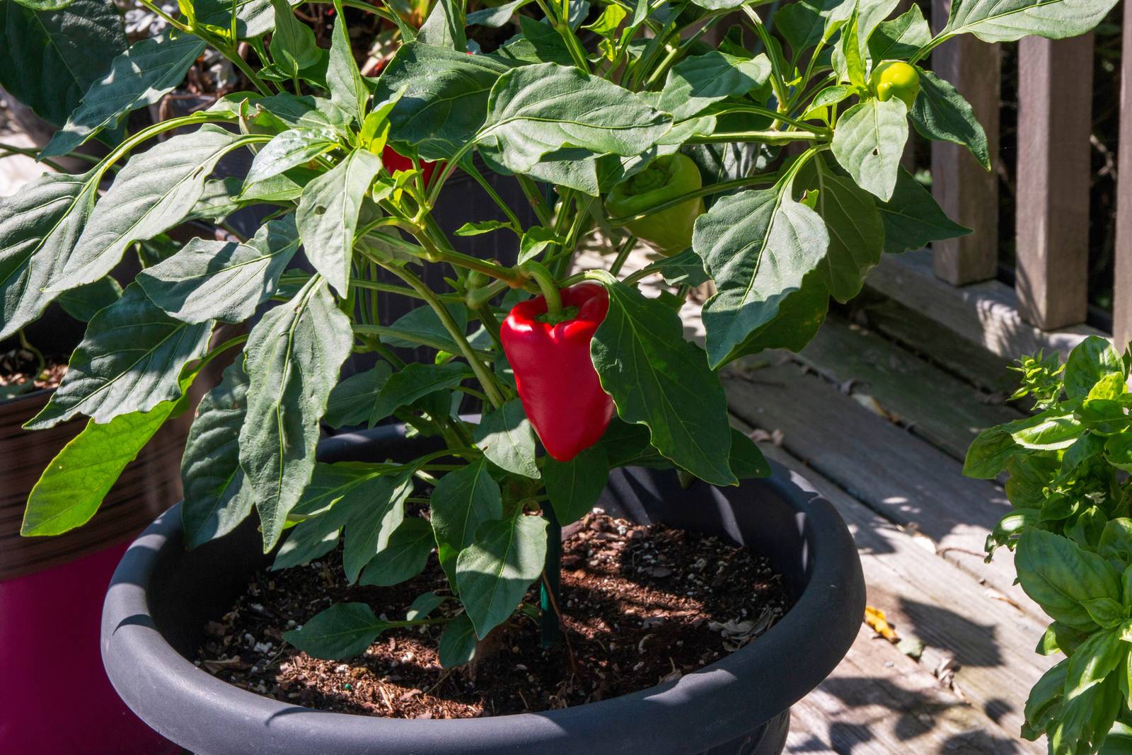 Il peperone si presta ad essere coltivato quanto nell'orto quanto in vaso. Il peperone si presta ad essere coltivato quanto nell'orto quanto in vaso.