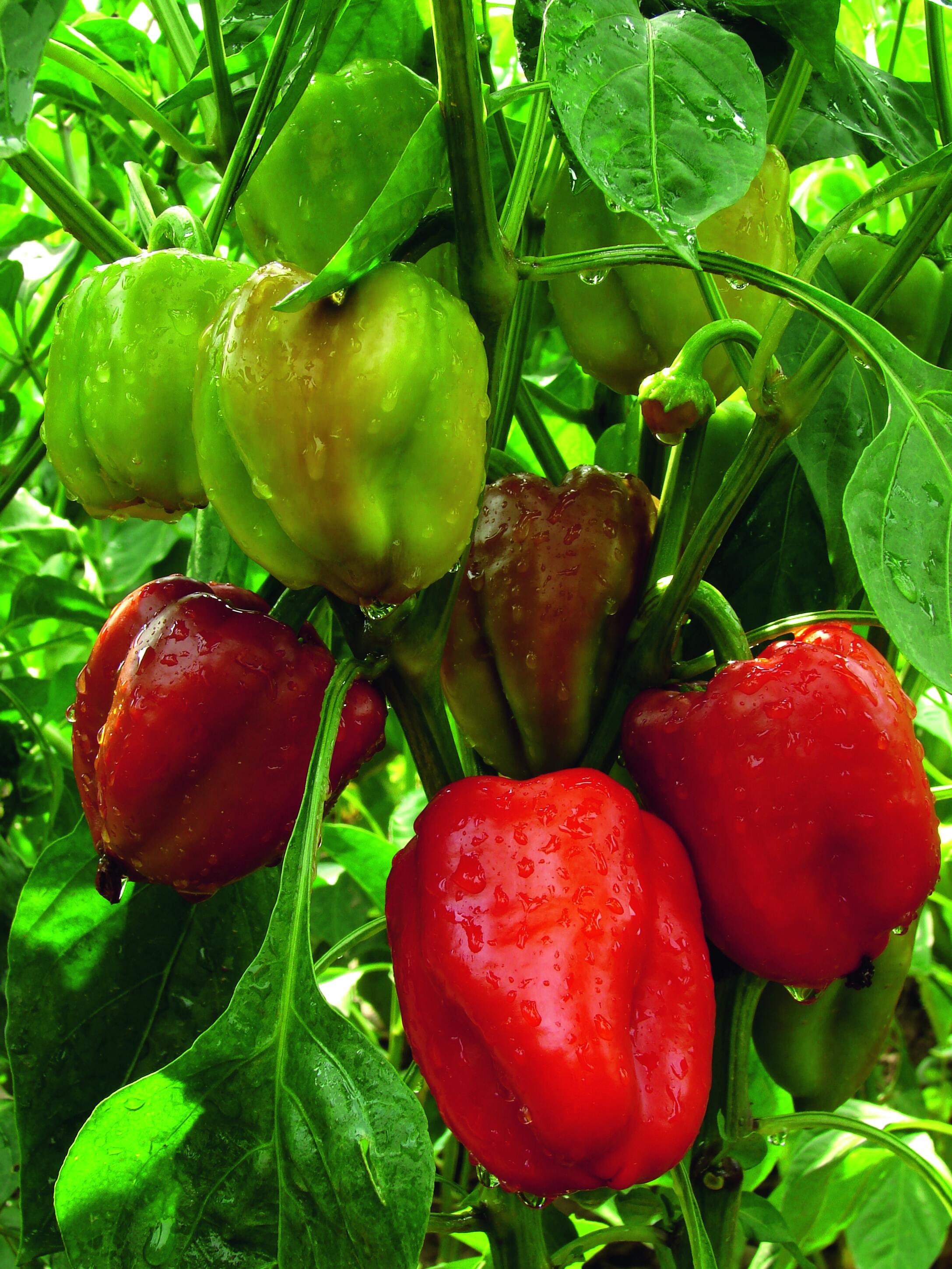 Il frutto della pianta del peperone è una bacca carnosa e pendula di forma, sapore, dimensione e colore molto variabili, a seconda della varietà. Il frutto della pianta del peperone è una bacca carnosa e pendula di forma, sapore, dimensione e colore molto variabili, a seconda della varietà.