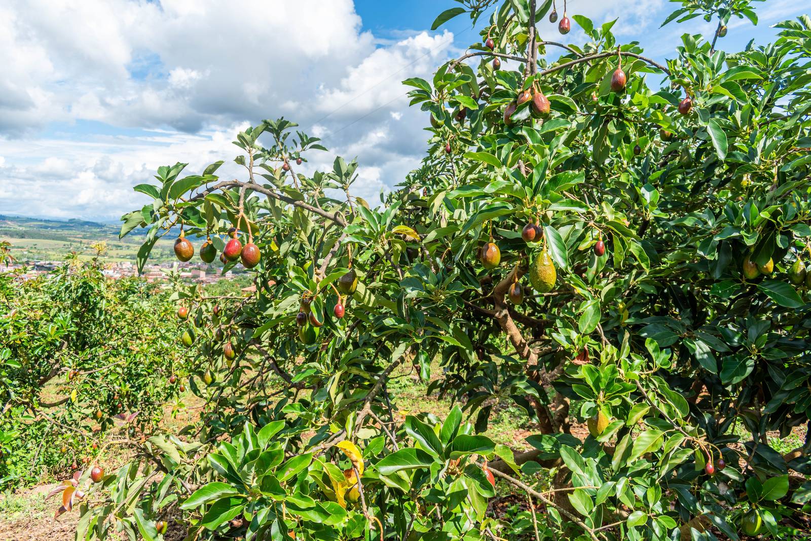 L'avocado è un albero imponente, caratterizzato da foglie lucide e persistenti. L'avocado è un albero imponente, caratterizzato da foglie lucide e persistenti.