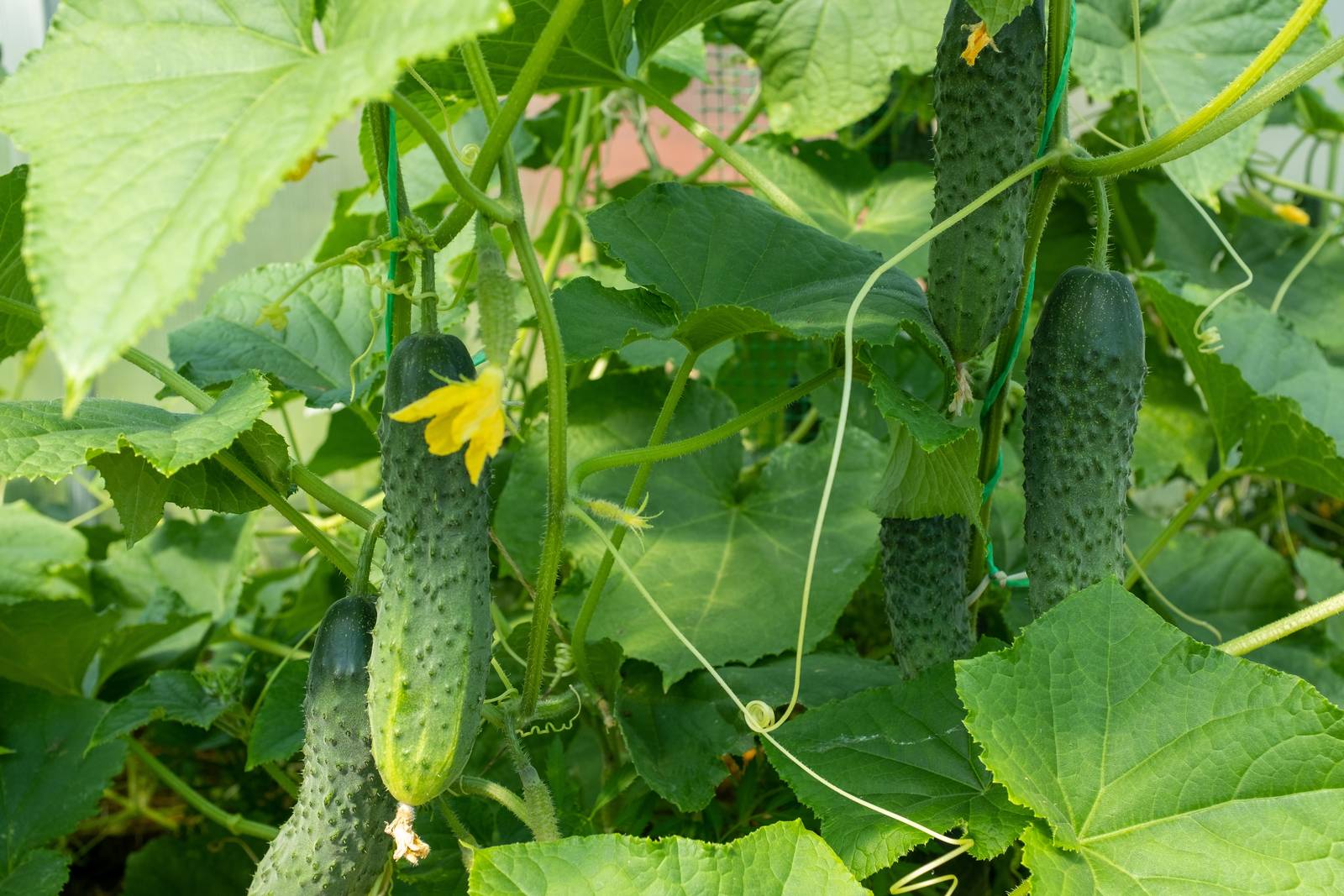 La pianta di cetriolo fiorisce in estate, producendo fiori di colore giallo intenso a 5 lobi.