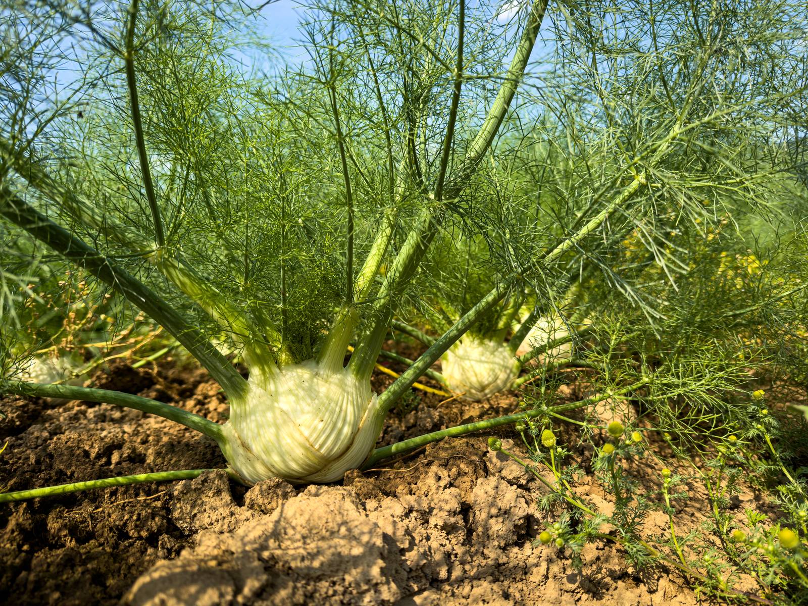 La pianta di finocchio forma un grumolo bianco alla base, di dimensioni variabili a seconda della varietà. La pianta di finocchio forma un grumolo bianco alla base, di dimensioni variabili a seconda della varietà.