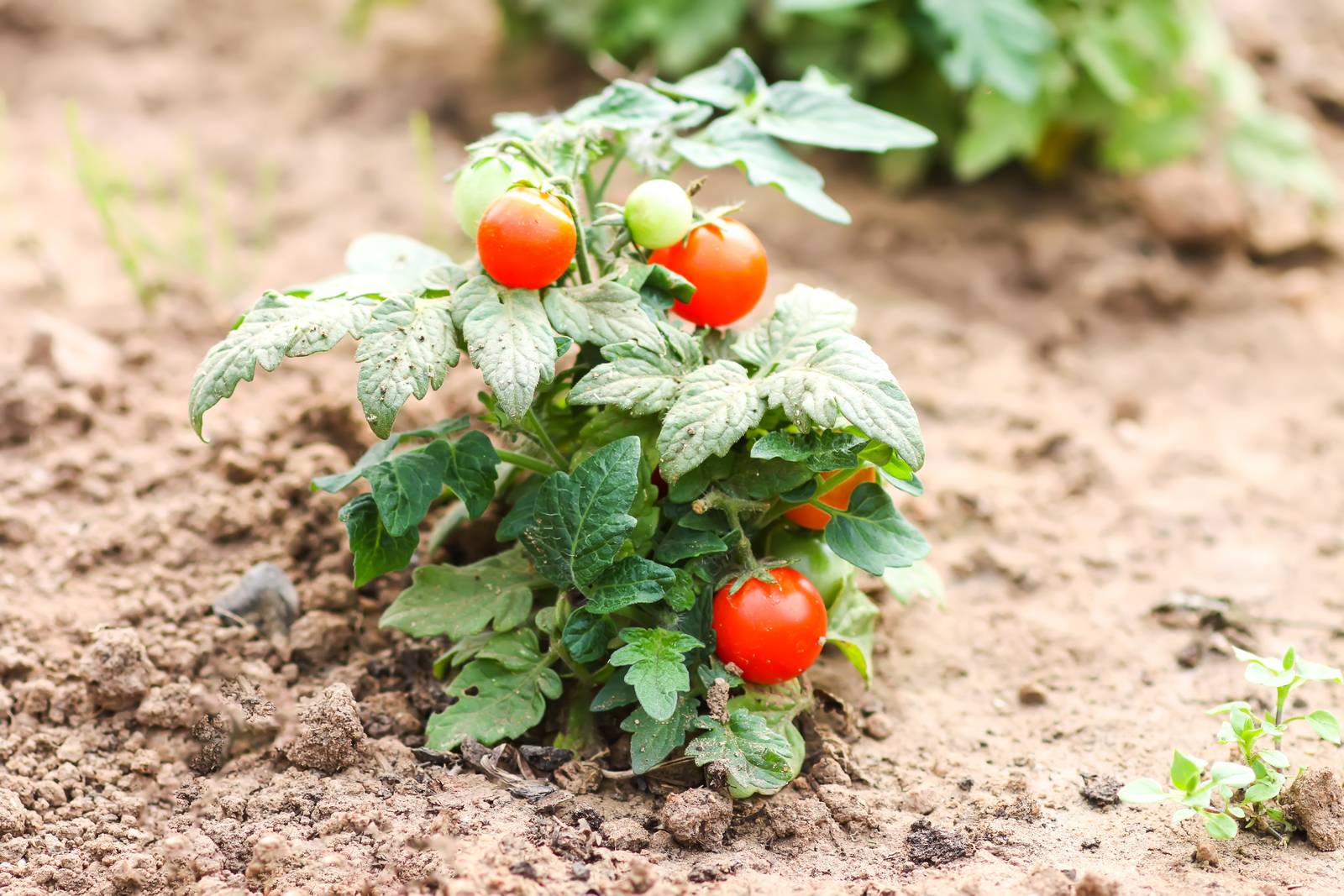 La pianta del pomodoro cresce in terreni sciolti e ben drenati, oltre che ricchi di sostanza organica. La pianta del pomodoro cresce in terreni sciolti e ben drenati, oltre che ricchi di sostanza organica.