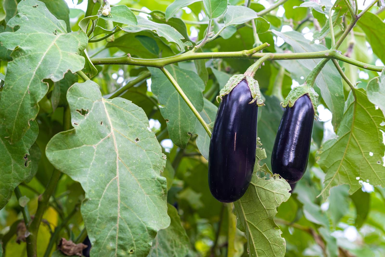 La pianta della melanzana si coltiva, ovviamente, in piena terra nell'orto ma si può far crescere anche in vaso, a patto che il contenitore abbia dimensioni adeguate. La pianta della melanzana si coltiva, ovviamente, in piena terra nell'orto ma si può far crescere anche in vaso, a patto che il contenitore abbia dimensioni adeguate.
