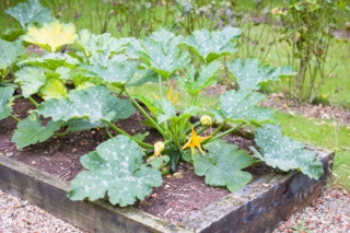 La pianta delle zucchine va coltivata preferibilmente in climi caldi e in pieno sole.