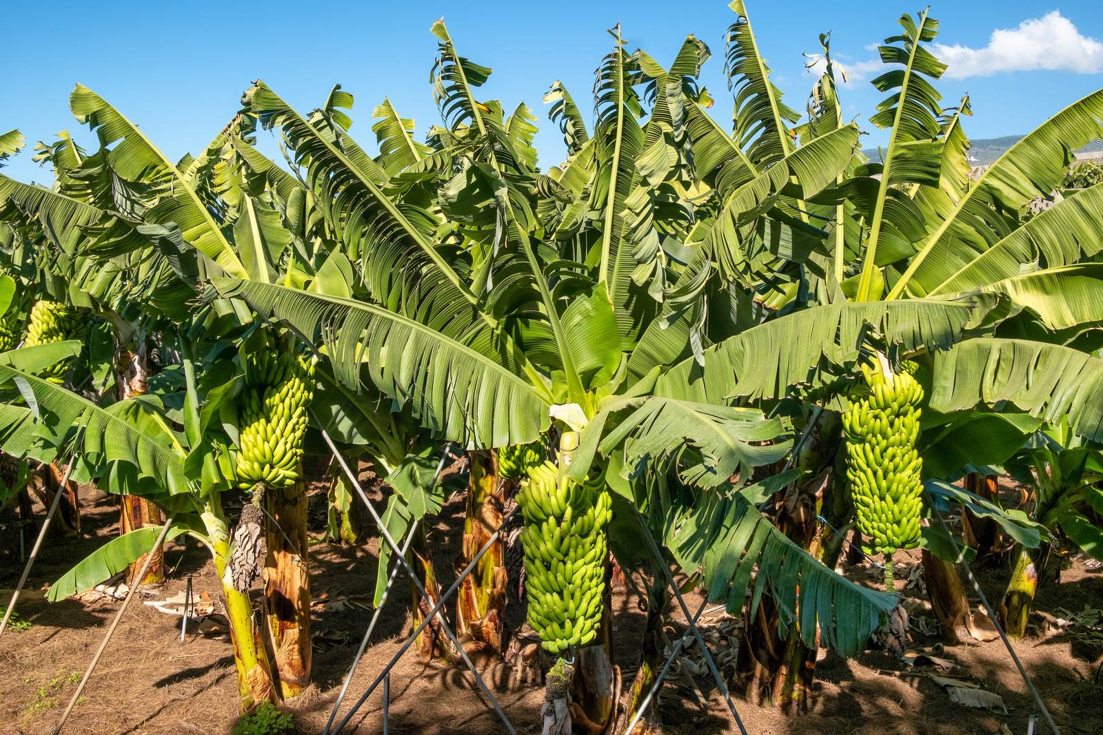 Il banano non è un albero vero e proprio, ma una pianta erbacea di ampie dimensioni. Il banano non è un albero vero e proprio, ma una pianta erbacea di ampie dimensioni.