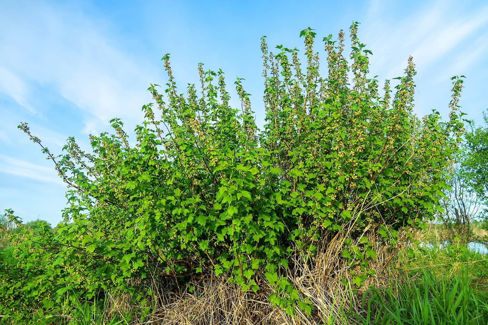 Il ribes è un arbusto molto vigoroso che può raggiungere un'altezza di 1-2 metri. Il ribes è un arbusto molto vigoroso che può raggiungere un'altezza di 1-2 metri.
