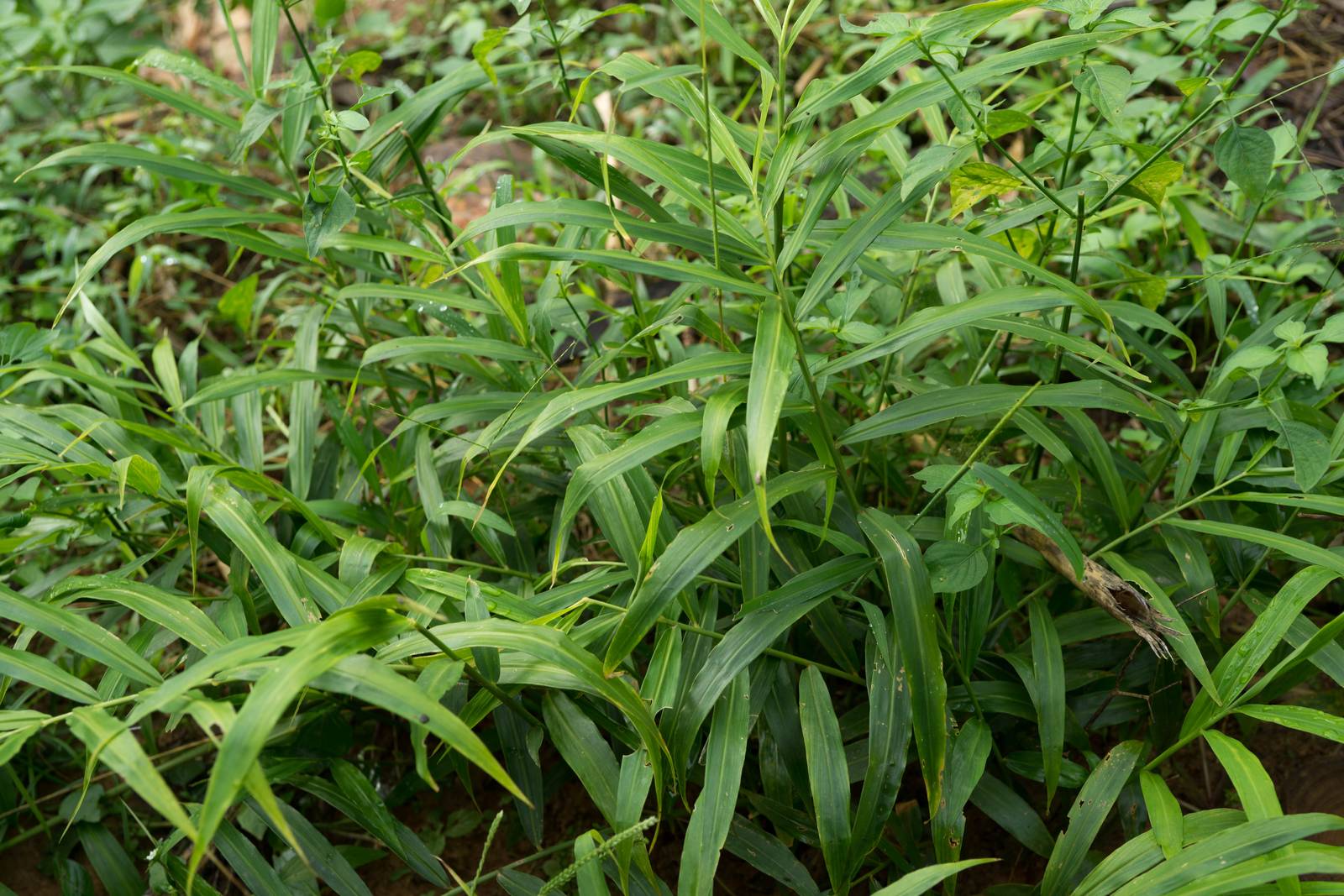 Le foglie di zenzero sono molto lunghe, da 15 a 30 cm.