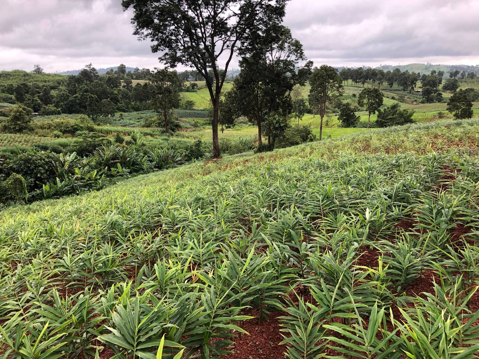 Lo zenzero è una specie officinale di origine tropicale, coltivabile nel nostro Paese rispettandone l'habitat di provenienza.