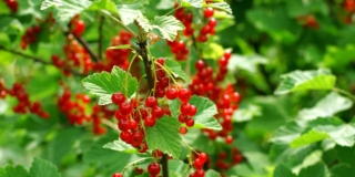 Ribes
