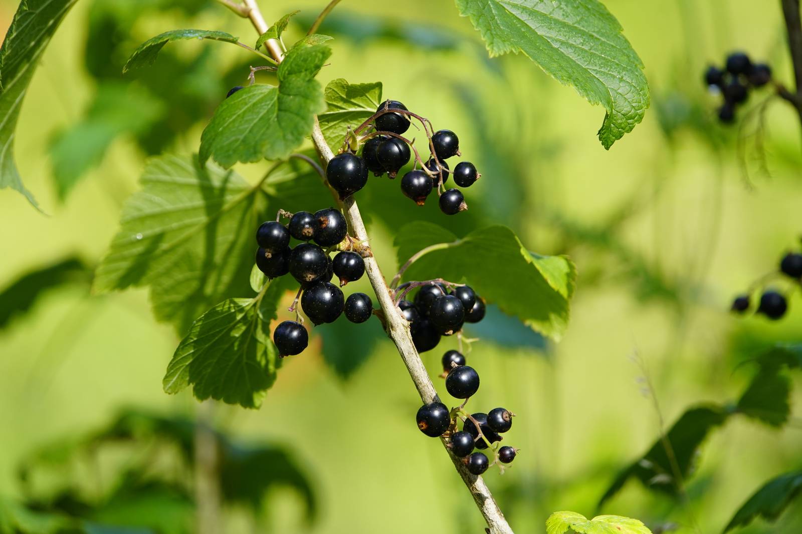 Oltre al più celebre ribes rosso, il ribes nigrum ha un aroma intenso e caratteristico e analoghe virtù. Oltre al più celebre ribes rosso, il ribes nigrum ha un aroma intenso e caratteristico e analoghe virtù.