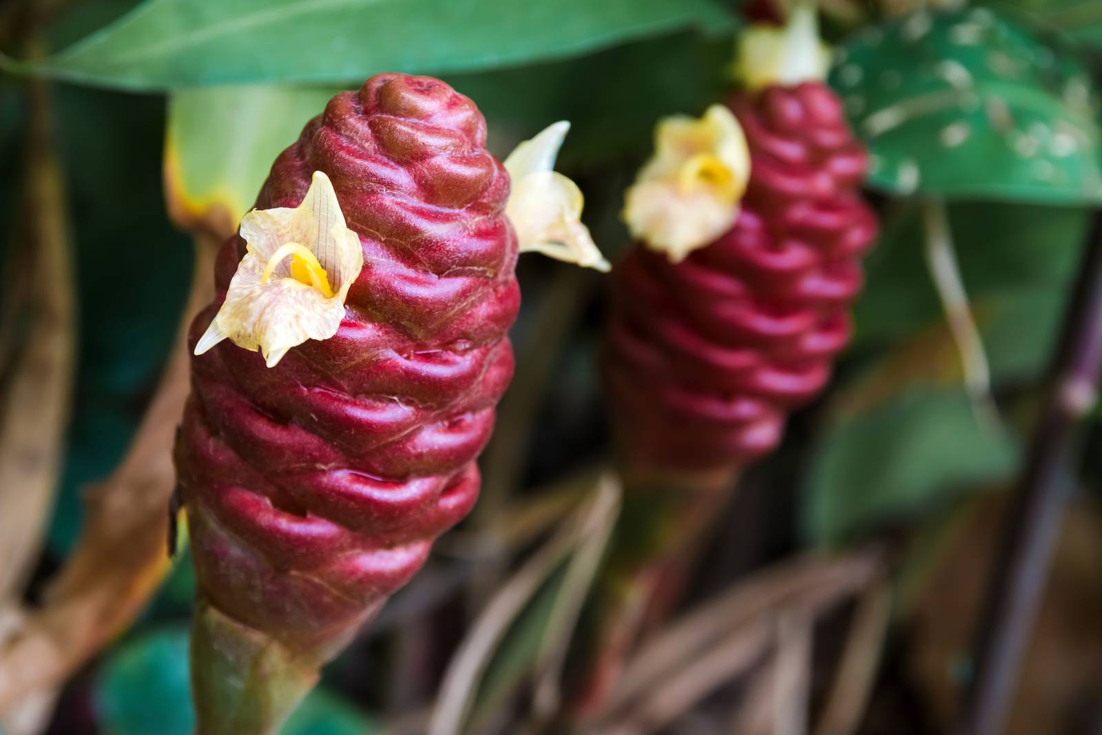 Le infiorescenze della pianta di zenzero sono tipicamente giallognole e compaiono sul finire dell'estate.