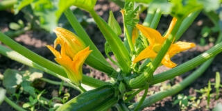 Zucchina (pianta) o cucurbita pepo