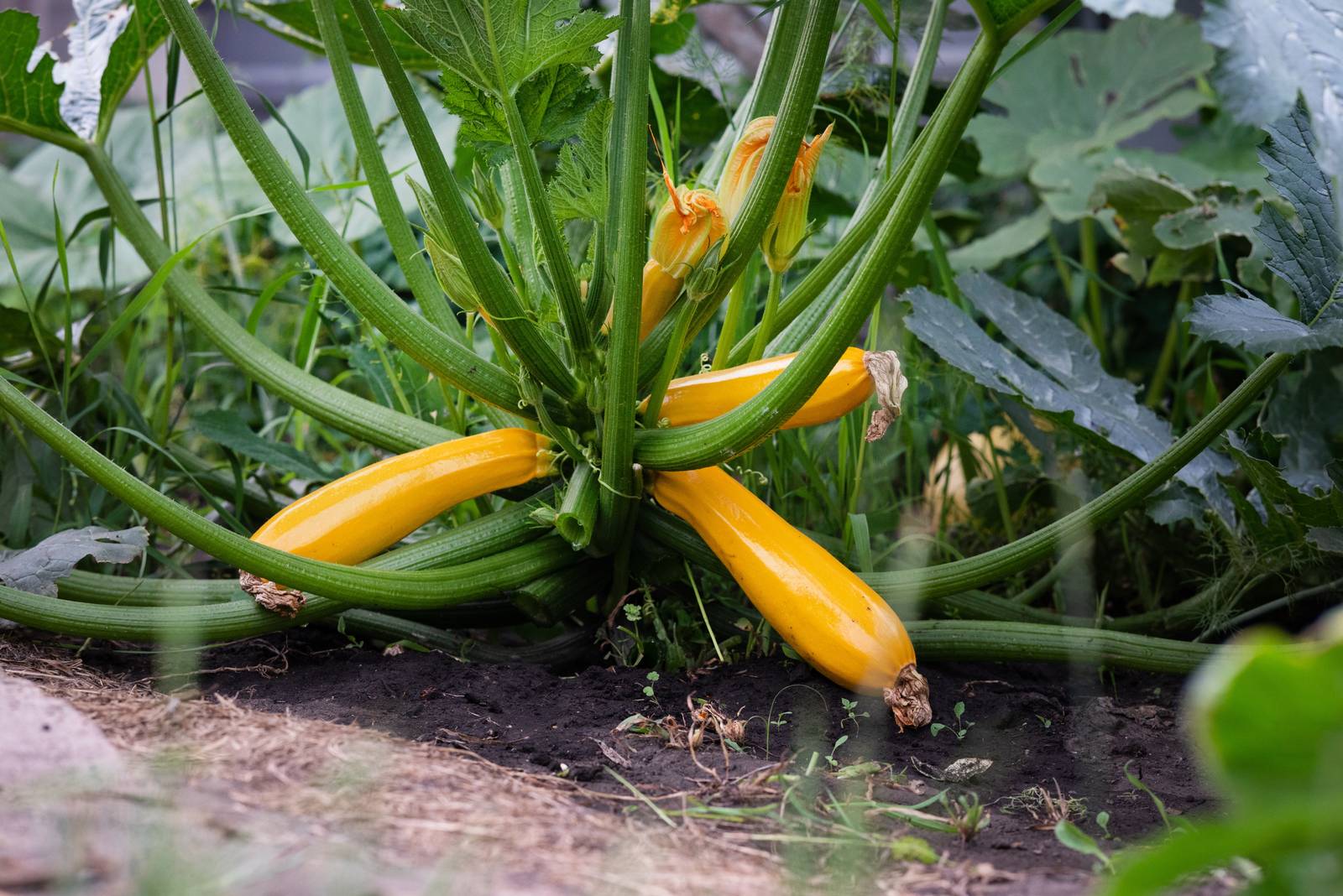 Le zucchine non sono solo verdi: sebbene simili, quelle gialle sono più dolci.
