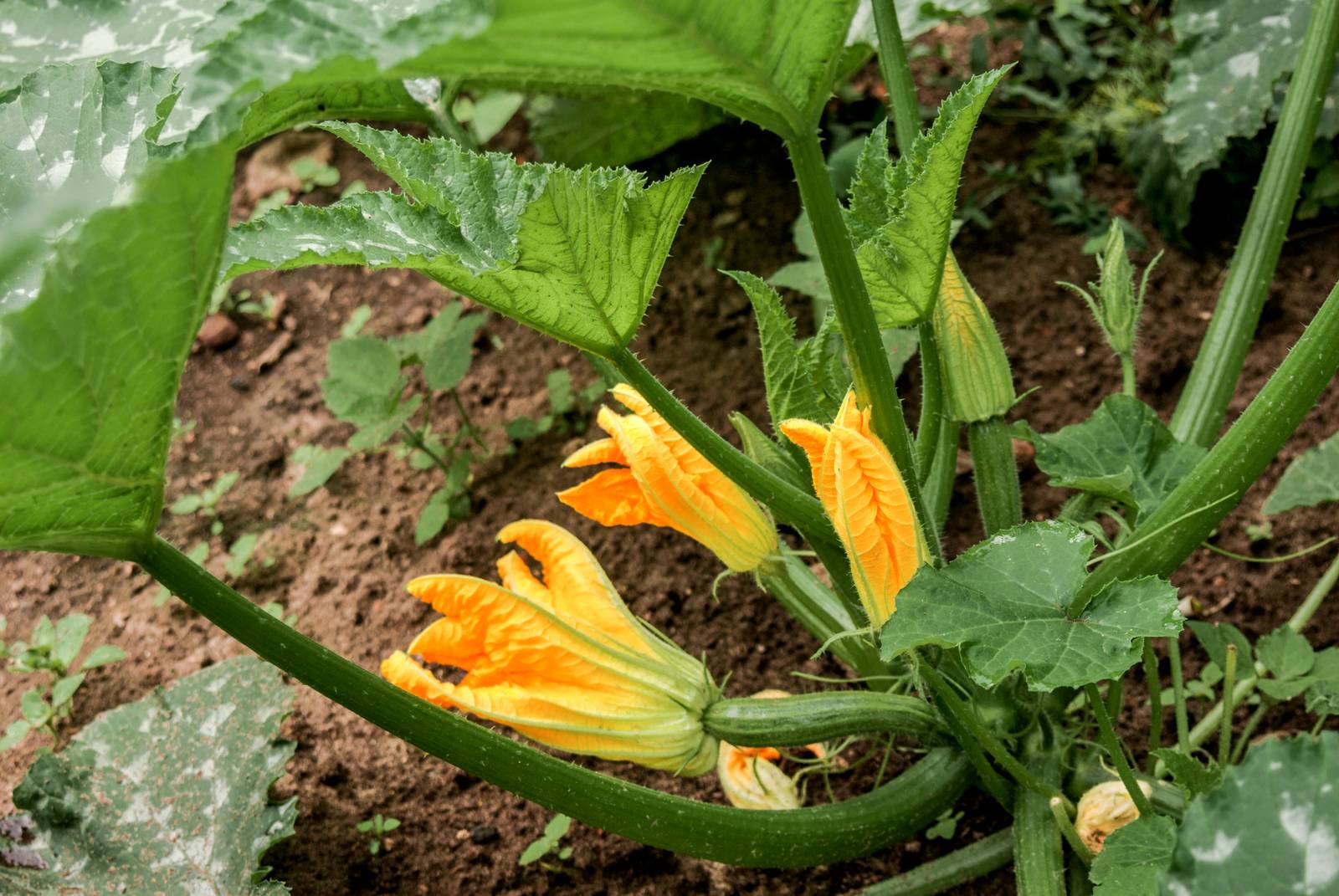 I fiori della pianta di zucchina compaiono in primavera e resistono fino all'arrivo dell'autunno.