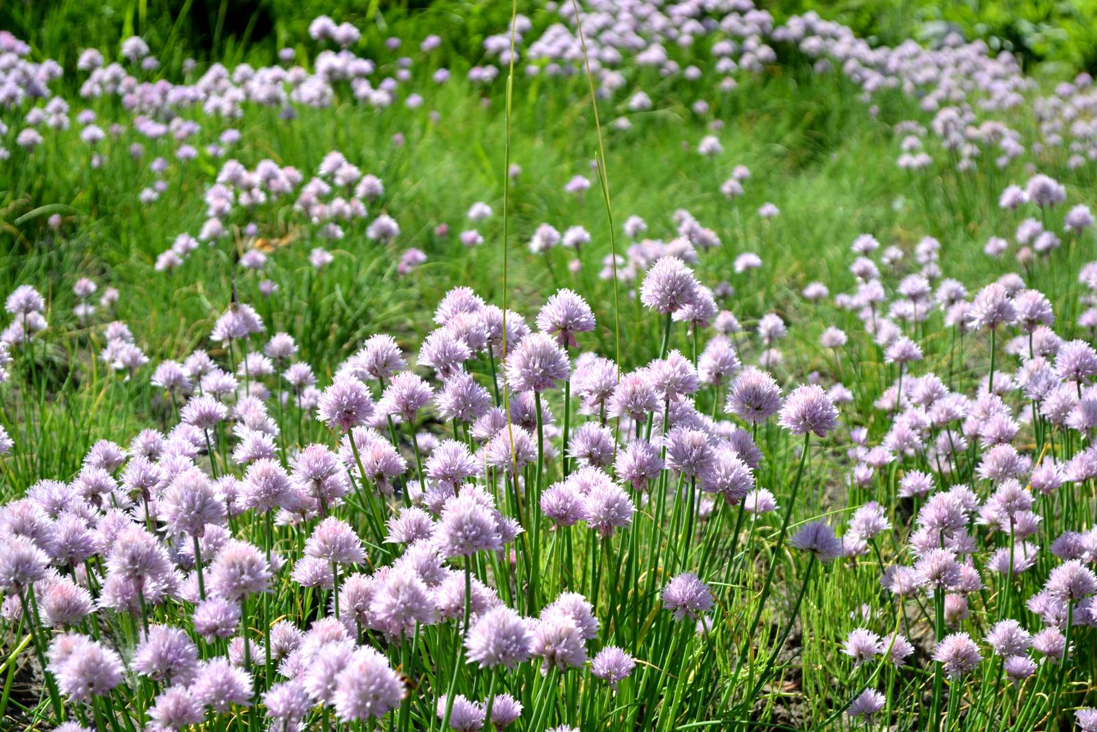 L'erba cipollina fiorisce copiosamente tra il finire della primavera e l'inizio dell'estate. L'erba cipollina fiorisce copiosamente tra il finire della primavera e l'inizio dell'estate.