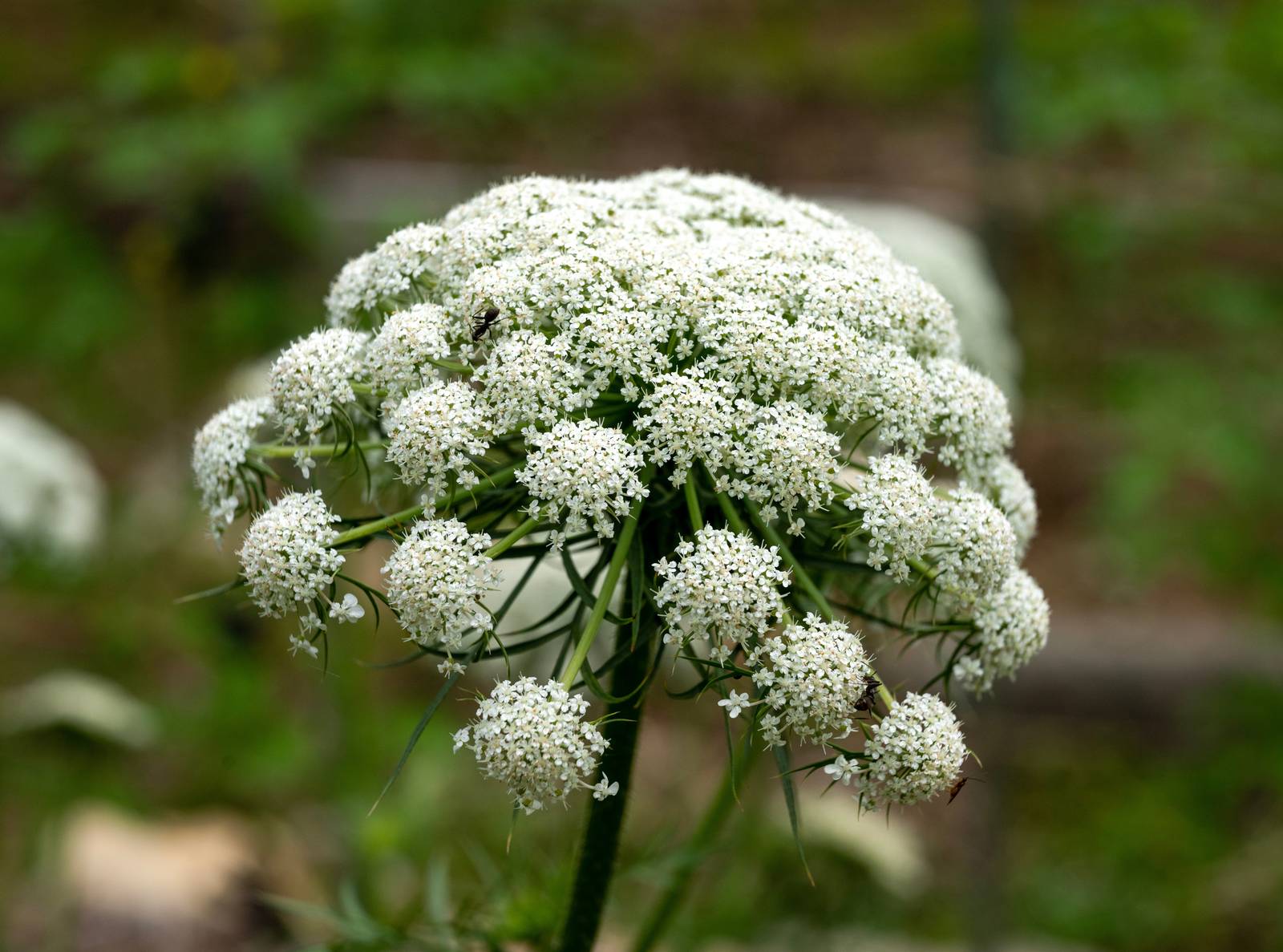 Anche se l'infiorescenza della pianta della carota è particolarmente decorativa, la salita a fiore rende l'ortaggio non più idoneo al consumo.