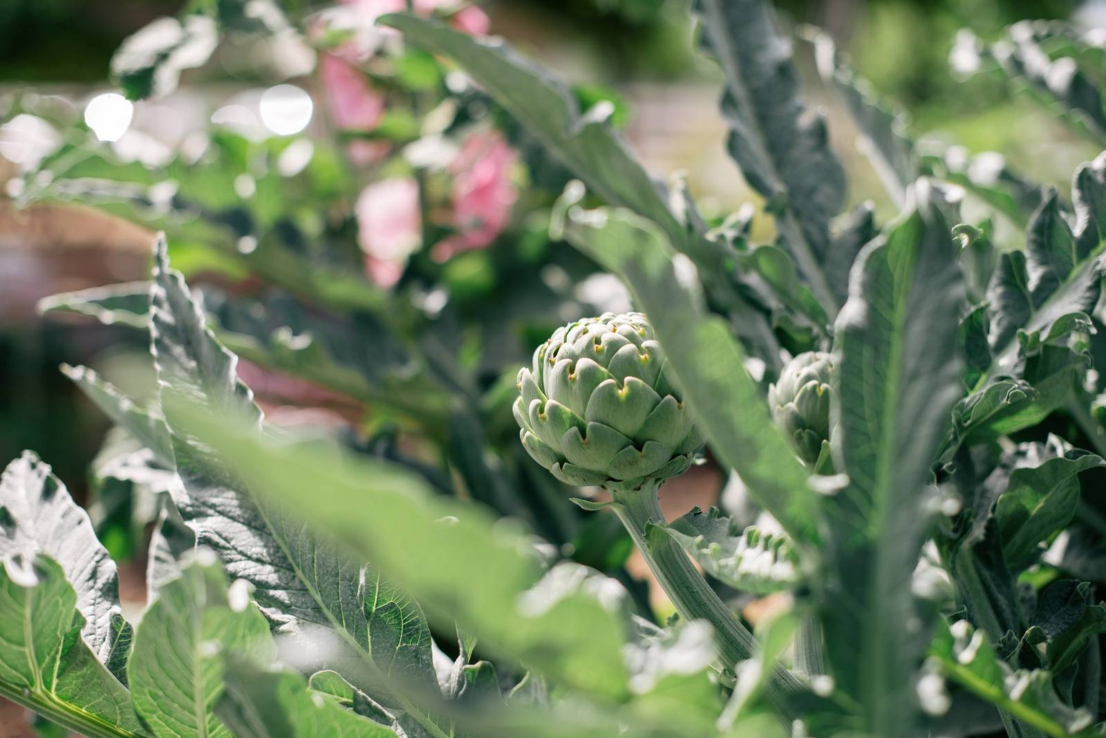 Il carciofo si raccoglie in primavera o in autunno, a seconda della varietà.