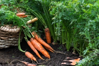 La parte che comunemente consumiamo della carota è la radice, di solito arancione (ma anche viola o gialla). La parte che comunemente consumiamo della carota è la radice, di solito arancione (ma anche viola o gialla).